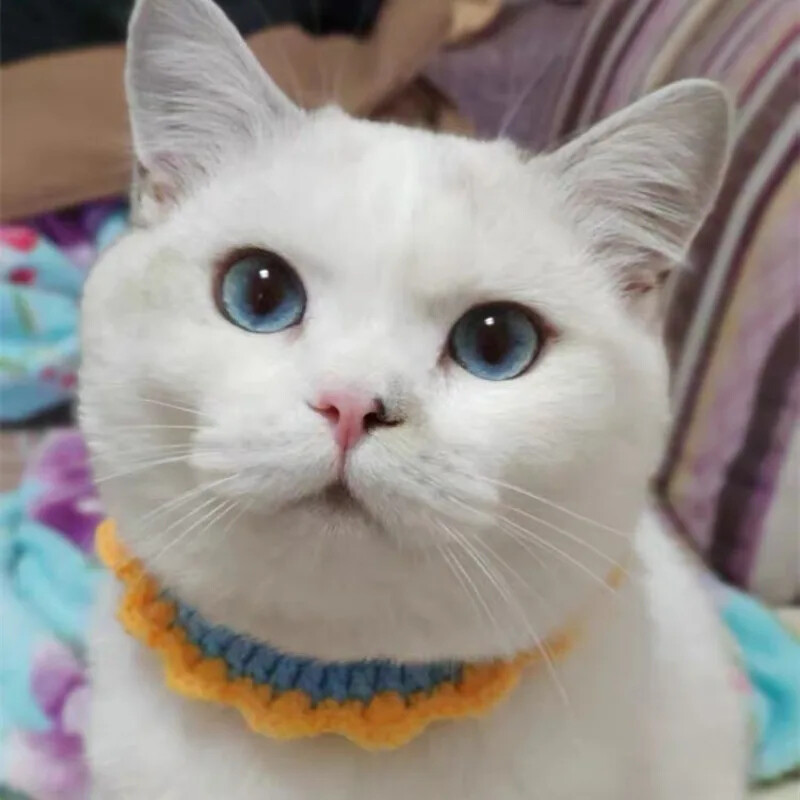 Guler pentru pisici Esarfă în formă de floarea-soarelui Guler drăguț croșetat manual Guler pentru câini mici Articole pentru animale de companie Accesorii pentru animale de companie