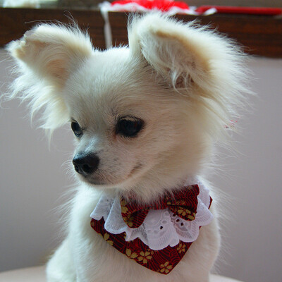 Japoniško stiliaus rankų darbo šunų nėriniuotas seilinukas su mielu peteliškės naminių šunų skara šuniukams, vidutinio dydžio šunims, naminių gyvūnėlių priedai