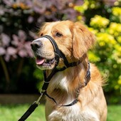 Reguleeritav haukumisvastane koerapäitse, mittetõmmatav nailonist juhtrakmed koerapea kaelarihm koera päitsed koera koon