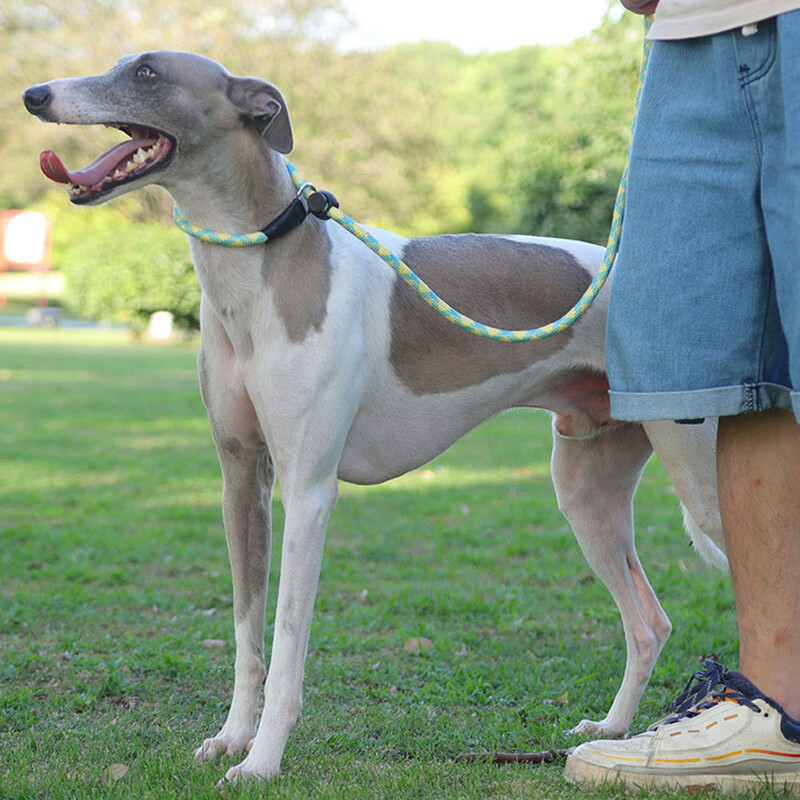 Slydimo pavadėlis šunims Patvarus slydimo pavadėlis su metaliniu kamščiu Tvirtas nailono pintas virvelinis šunų dresavimo pavadėlis, skirtas visoms veislėms