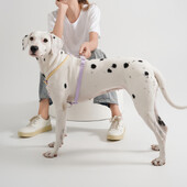 Ljetni pojas za pse za srednje velike pse Hlađenje, prozračni prsluk, pojas bez povlačenja, udoban modni pribor za kućne ljubimce za hodanje na otvorenom