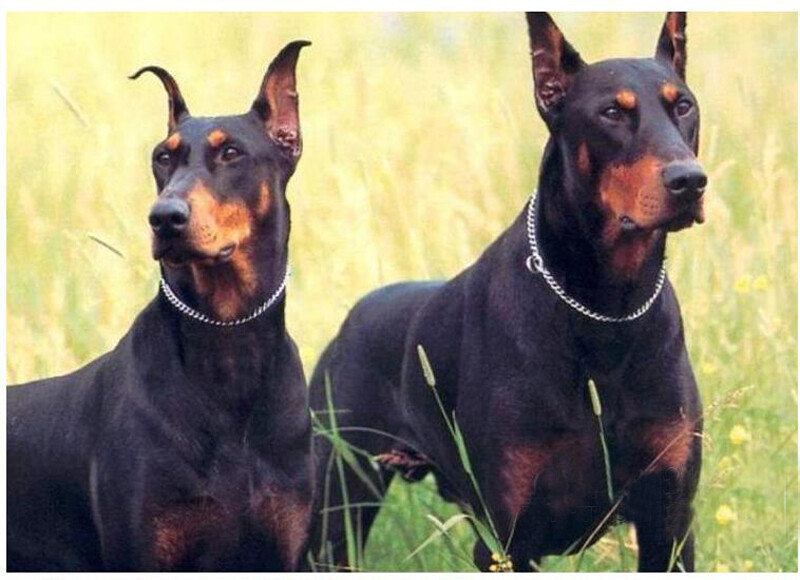 Šunų grandinės antkaklis nerūdijančio plieno šunims slydimo antkakliai metaliniai naminiams gyvūnėliams P Choke Chromuoti Chian Vidutiniams dideliems šunims Treniruotės Pitbull