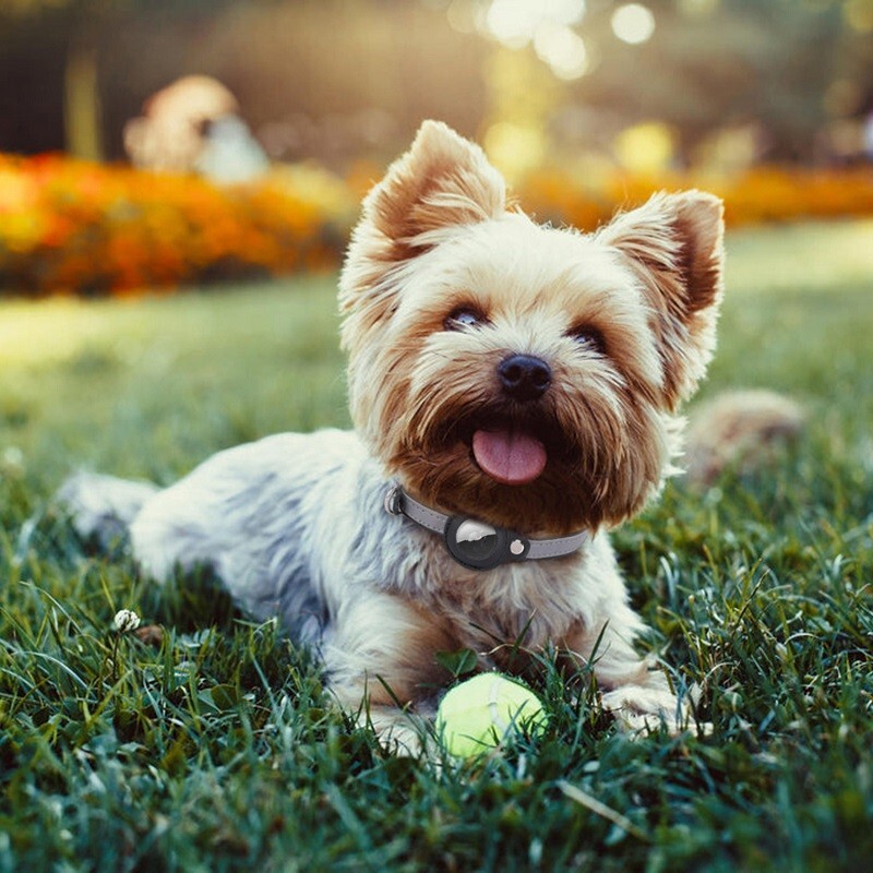 Odiniai reguliuojami naminių gyvūnėlių antkakliai, skirti „Apple Airtag“ vietos stebėjimo priemonė šunų katės nuo praradimo atspindinti apsauginis dėklas, skirtas oro žymų antkakliui