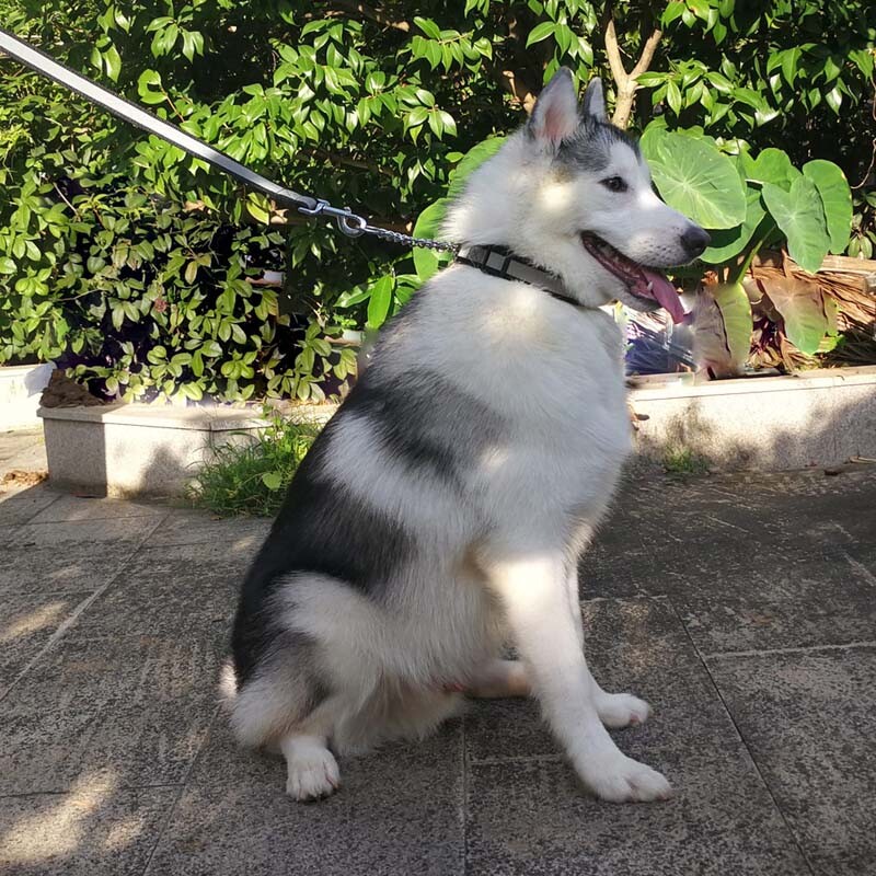 Šuns antkaklis Reguliuojamas antkaklis nuo šuns įkandimo mažiems ir vidutiniams šunims.