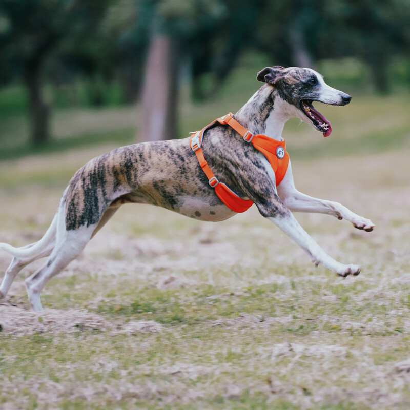 Nauji šunų petnešos naminių gyvūnėlių balnelio saugos be traukimo reguliuojami liemenių diržai vaikščiojimo treniruokliai mažiems vidutiniams dideliems šunims krūtinės diržas