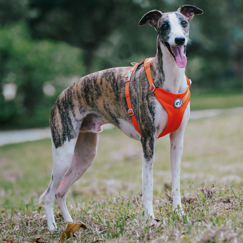 Nauji šunų petnešos naminių gyvūnėlių balnelio saugos be traukimo reguliuojami liemenių diržai vaikščiojimo treniruokliai mažiems vidutiniams dideliems šunims krūtinės diržas