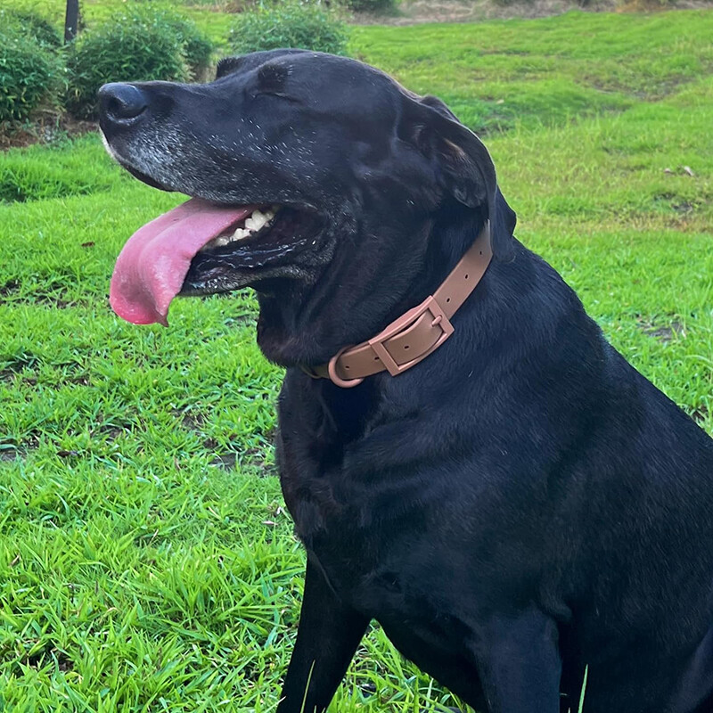 Violetas suņu kaklasiksnas un pavadas PVC ērta suņu iejūga Regulējama krūšu siksna vidējiem un lieliem suņiem pastaigu apmācībai