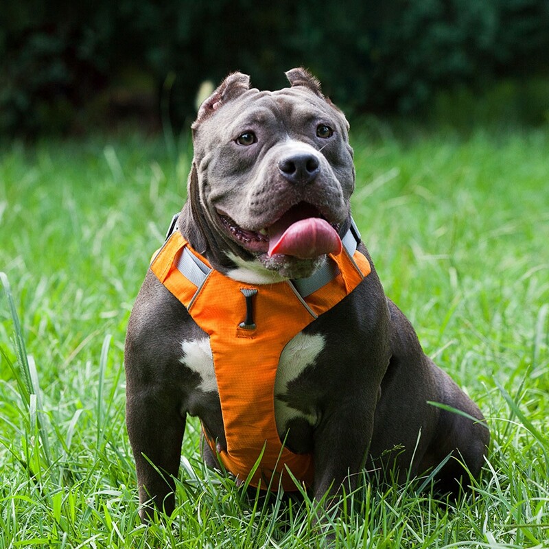 Ham pentru câini pentru animale de companie, din nailon reflectorizant, vestă fără tragere, ham respirabil, ham pentru câini, pentru câini mari, articole de dresaj pentru plimbare în aer liber