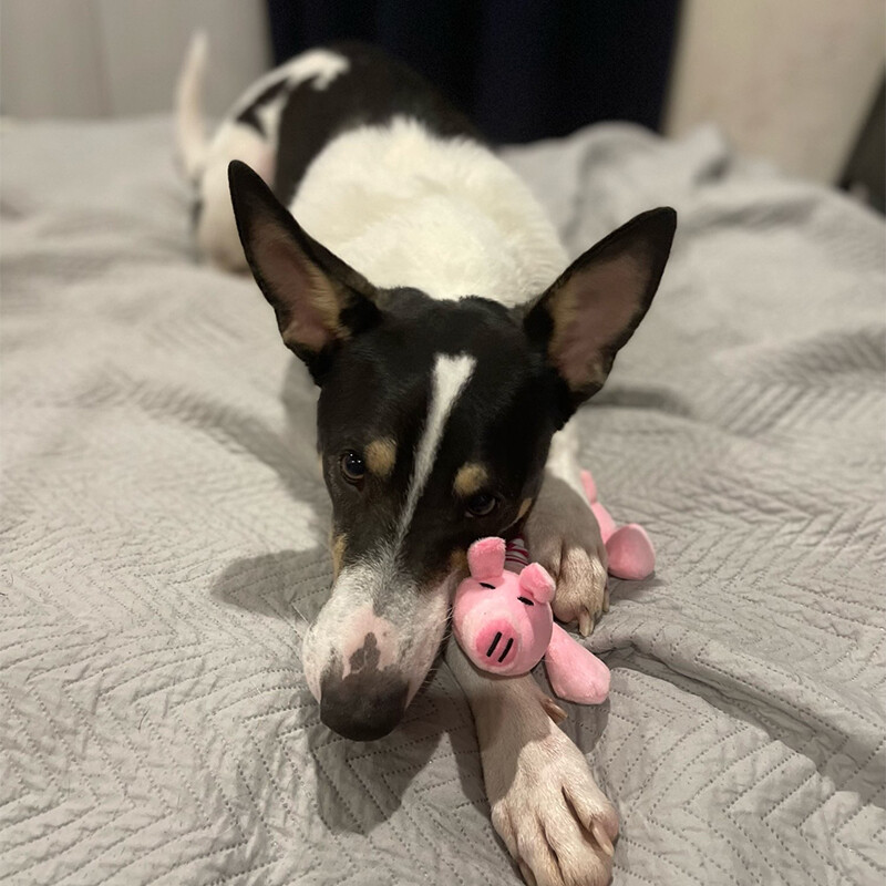 CDDMPET Animals kujuga plüüsist koerte mänguasi hammustusekindlad kriuksuvad mänguasjad väikestele koertele Interaktiivsed närimispurimänguasjad Heliloomatarvikud