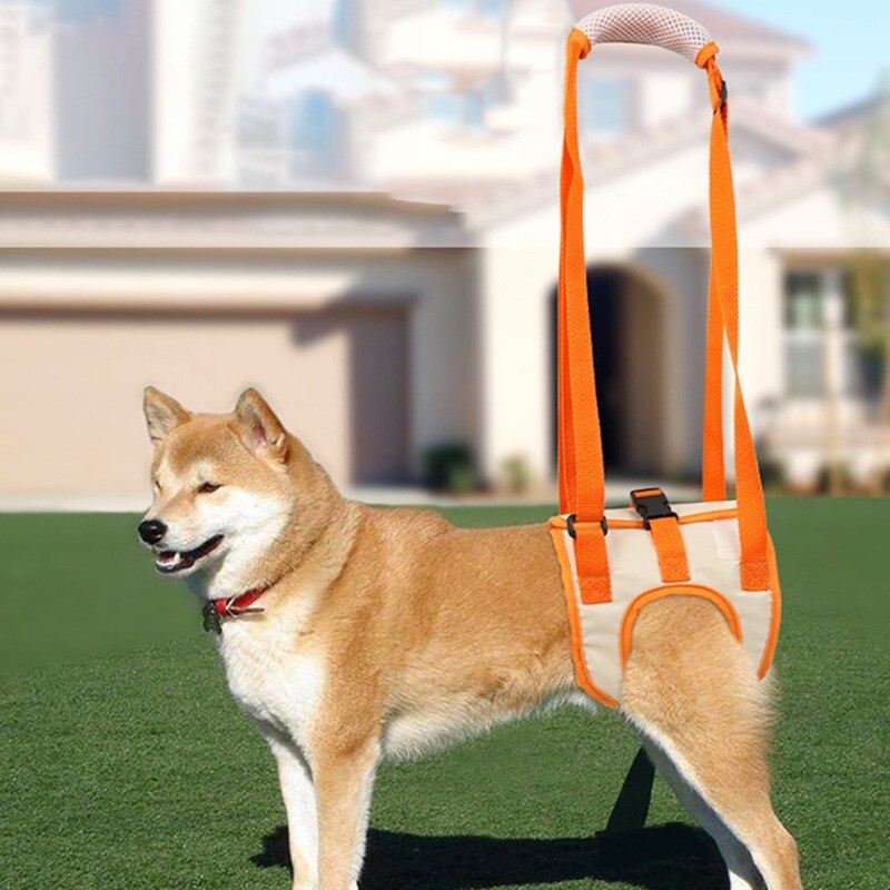 Naudingi naminių gyvūnėlių traukimo pagalbiniai diržai reabilitaciniai pratimai pusiausvyros diržai užpakalinės kojos negalios sužalotam senyvo amžiaus šuniui