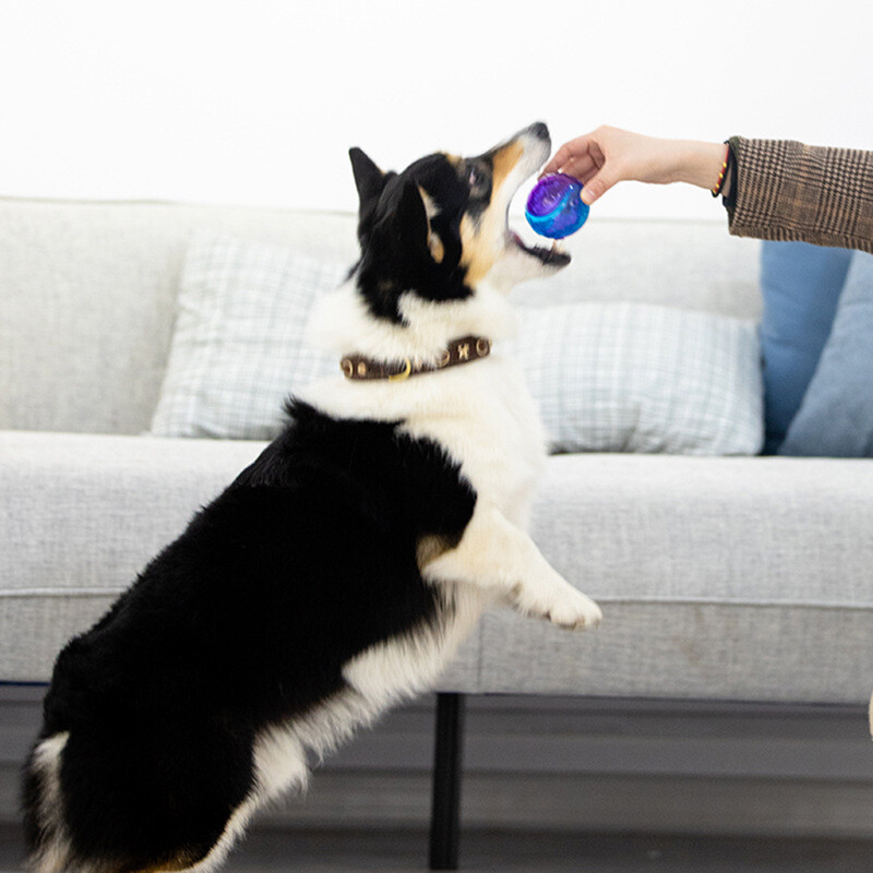 Gigwi Pet Toys G-Ball serijos interaktyvūs šunų kamuoliukai šunų žaislai girgždantys kamuoliukai 2,5 colio šokinėjantys ir įvairių spalvų mažiems/vidutiniams šunims
