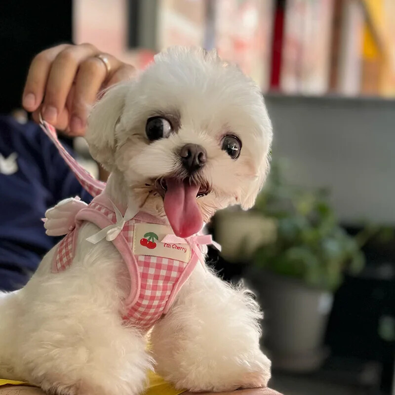 Kvėpuojantis braškių raštas Katės šunų diržų antkaklis Escape Pet sparnų diržų pavadėlio rinkinys kačiuko šuniuko čihuahua miela krūtinės liemenė