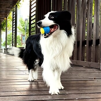 1 τεμ. Dog Toy Durable Crew Ball Grinding Teeth Toy for Dog Interactive Supplies Προμήθειες μασών για κατοικίδια