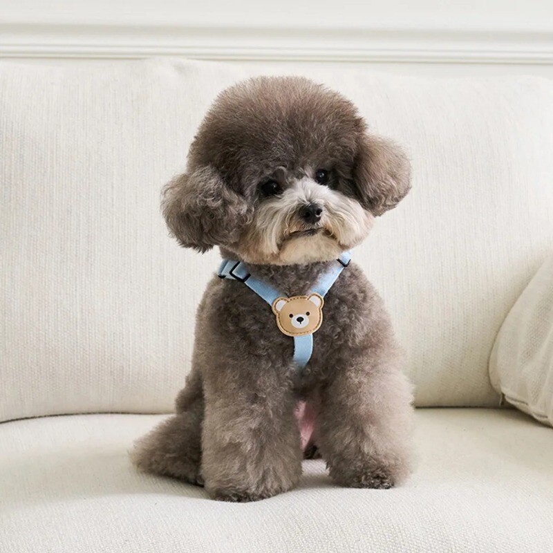 Mielas lokys naminių šunų petnešų pavadėlis mažam ir vidutiniam šuniui vaikščiojantis šuniukas bichonas šnauceris šunų krūtinės diržų rinkinys naminių gyvūnėlių reikmenys