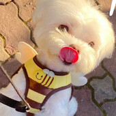 Mieli bičių kačiuko šuniukų pakinktai ir pavadėlio rinkinys Minkštas kvėpuojantis šunų liemenės petnešėlės naminių gyvūnėlių drabužiai mažiems čihuahua šunims