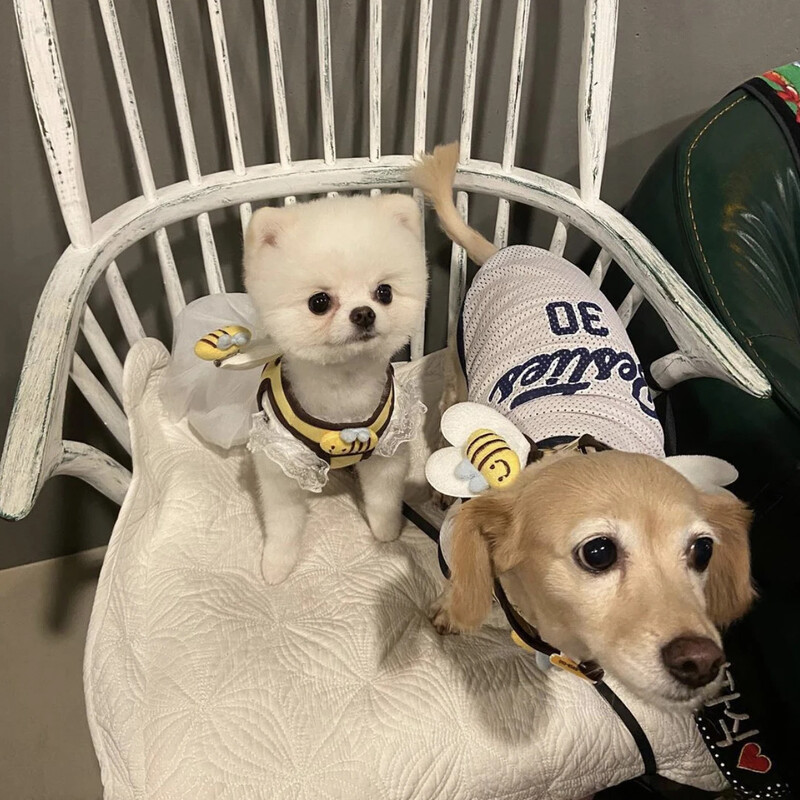 Mieli bičių kačiuko šuniukų pakinktai ir pavadėlio rinkinys Minkštas kvėpuojantis šunų liemenės petnešėlės naminių gyvūnėlių drabužiai mažiems čihuahua šunims