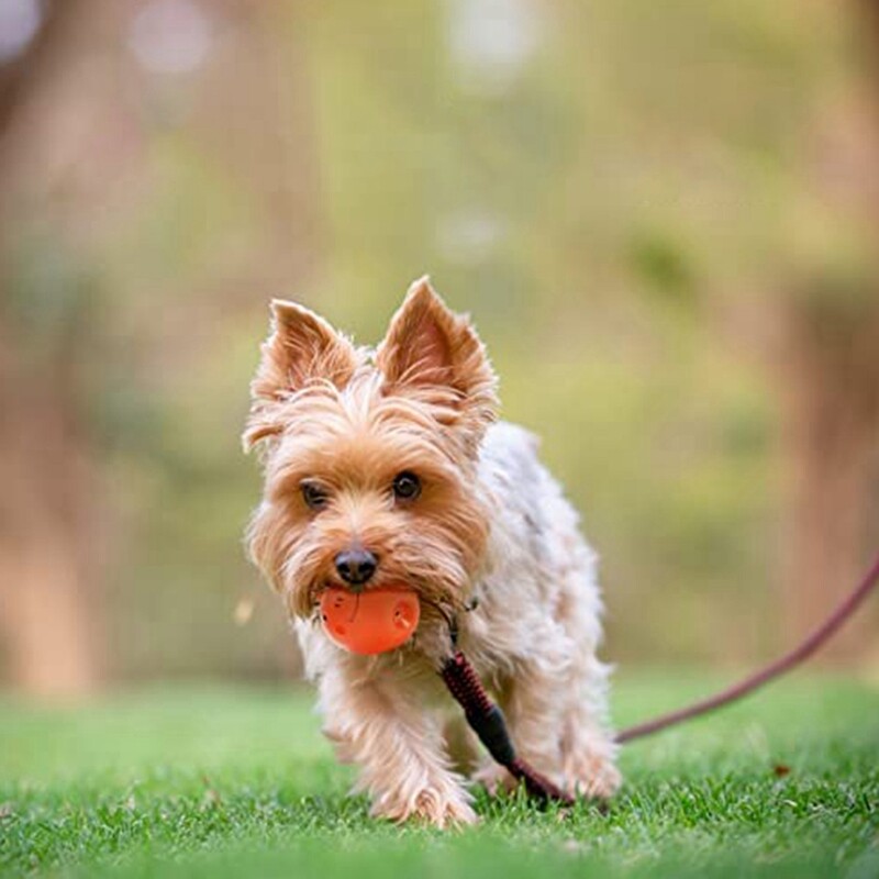 Girgždantys šunų žaislai – mieli, juokingi kiaulės latekso šunų kamuoliukai, skirti mažiems šuniukams ir vidutiniams augintiniams (6 pakuotės)