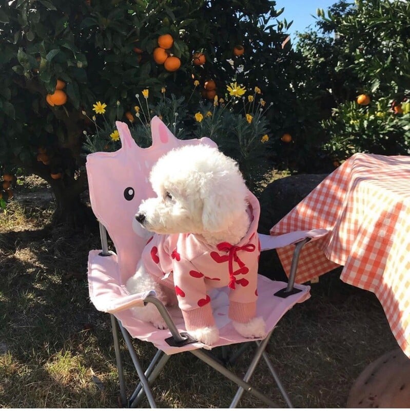 Îmbrăcăminte pentru animale de companie de toamnă și iarnă, drăguț, drăguț, cu imprimeu, pulover din lână, hanorac, ursuleț de pluș, haine pentru pisici de luptă, haine pentru cățeluși