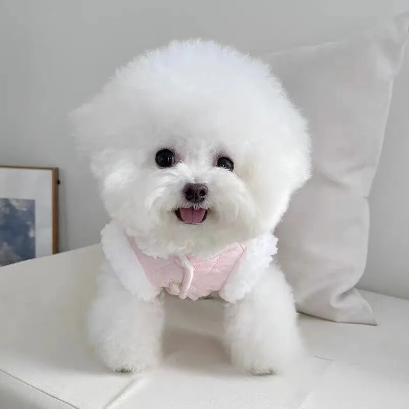 Deimantinis burbulinis moliūgų sijonas rudeniui ir žiemai su pliušiniu ir medvilniniu segtuku su traukimo sagtimi liemenė Meškiukas šunų katė sustorėjusi