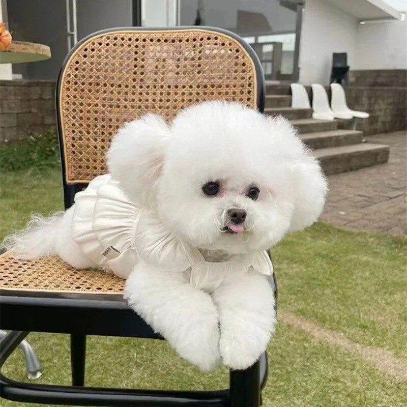 Mada Vasaros naminiams gyvūnėliams lankelis šunų drabužiai Sijonas šuniuko suknelės Meškiukas Šuo Katė, išeinanti vilkti Ploni Apsauginiai Nuo saulės Apranga augintiniams