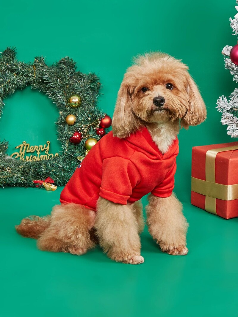 A bársonyos kisállat karácsonyi pulóver alkalmas kis, közepes és nagy kutyáknak, például teddy golden retrievernek