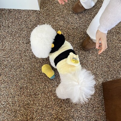 Bitės naminių gyvūnėlių persirengimo apranga Meškiukas Žieminiai Drabužiai Meškiukai Šiltas Megztinis Pomeranian Šalčiui atsparūs dviejų kojų drabužiai šuniukas Animacinis džemperis