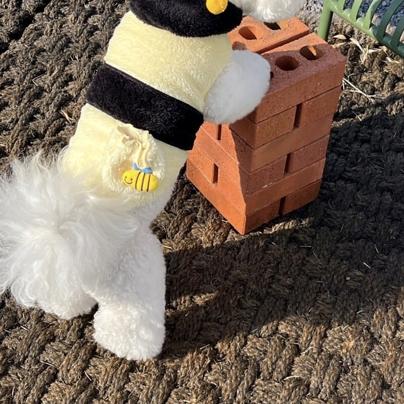 Bitės naminių gyvūnėlių persirengimo apranga Meškiukas Žieminiai Drabužiai Meškiukai Šiltas Megztinis Pomeranian Šalčiui atsparūs dviejų kojų drabužiai šuniukas Animacinis džemperis