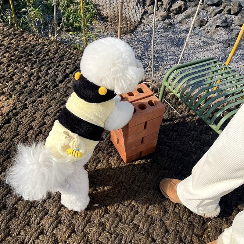 Bitės naminių gyvūnėlių persirengimo apranga Meškiukas Žieminiai Drabužiai Meškiukai Šiltas Megztinis Pomeranian Šalčiui atsparūs dviejų kojų drabužiai šuniukas Animacinis džemperis