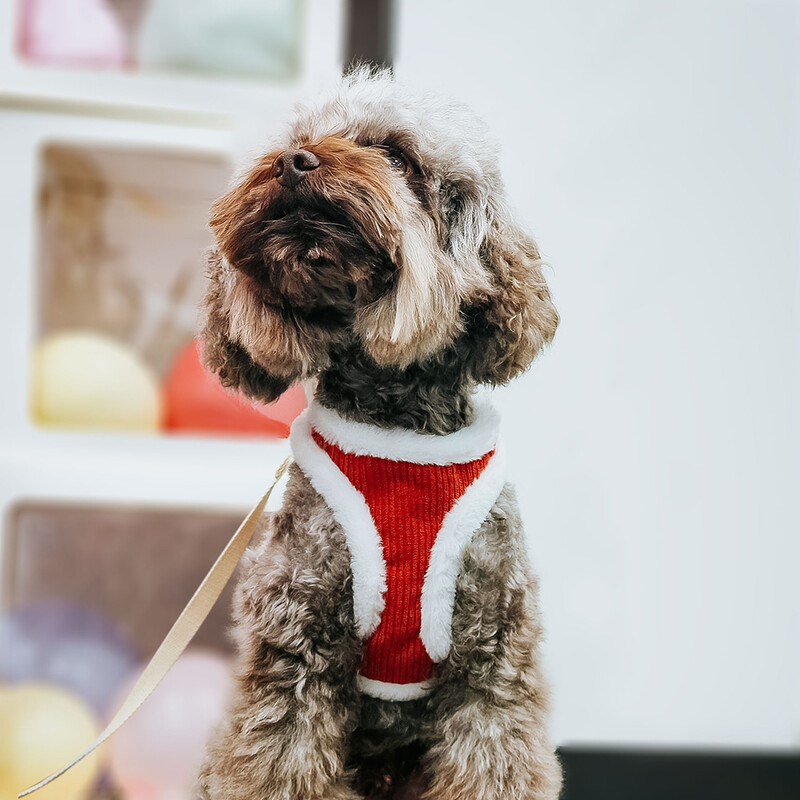 Set de ham și lesă pentru câini de iarnă caldă, cu blană moale, pisică, vestă pentru câini, pentru câini de talie mică, mijlocie, pisici, chihuahua, buldog francez