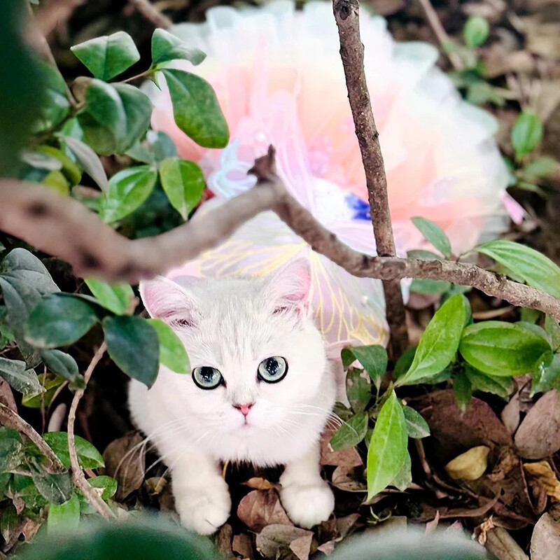 Rochie de prințesă fluture Haine pentru câini Haine dulci Câine Câine Super mic drăguț Chihuahua imprimeu moale vară roz fată mascota