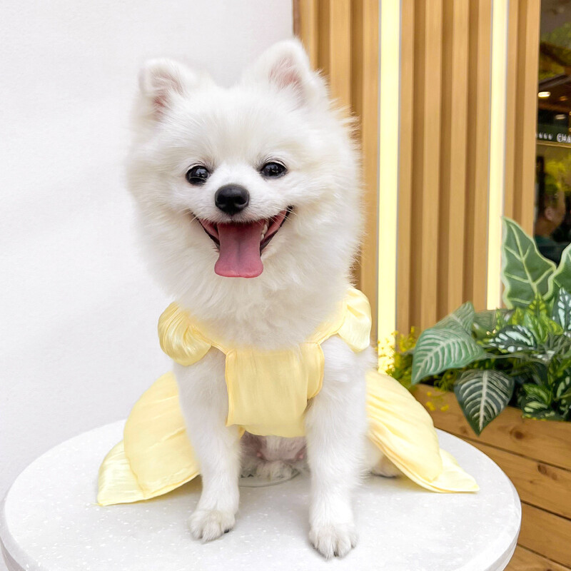 Rochii de culoare solidă pentru câini de pisică cu inel în D pentru câini de talie mică Chihuahua Pomeranian Puppy Haine de vară pentru animale de companie robes para perritas