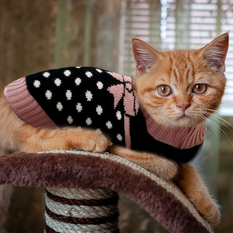 Kalėdiniai drabužiai šuniui taškeliai lanko stiliaus prabangus megztinis Kačiuko trikotažas Čihuahua Jorkšyras Maži Vidutiniai Dideli šunys Žiema Šilta