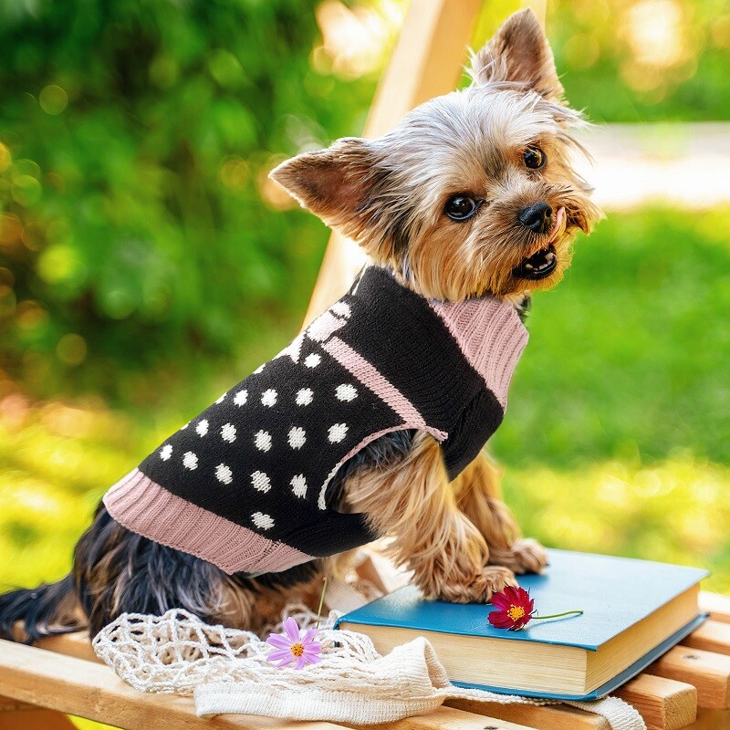 Kalėdiniai drabužiai šuniui taškeliai lanko stiliaus prabangus megztinis Kačiuko trikotažas Čihuahua Jorkšyras Maži Vidutiniai Dideli šunys Žiema Šilta