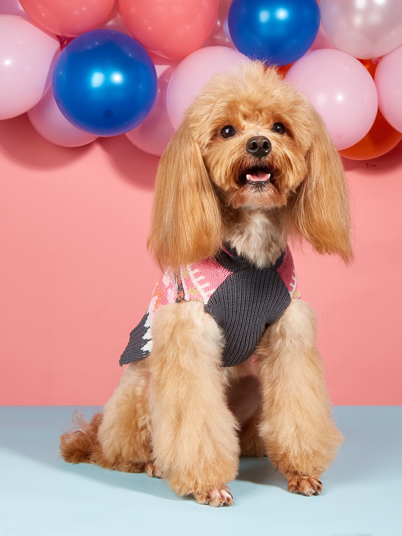 Šunų megztinis su plaukų kamuoliu, šiltas megztinis su skrybėle, šunų vėžlys mažiems šunims vidutinio dydžio šunims, megztas klasikinis megztinis katėms Do