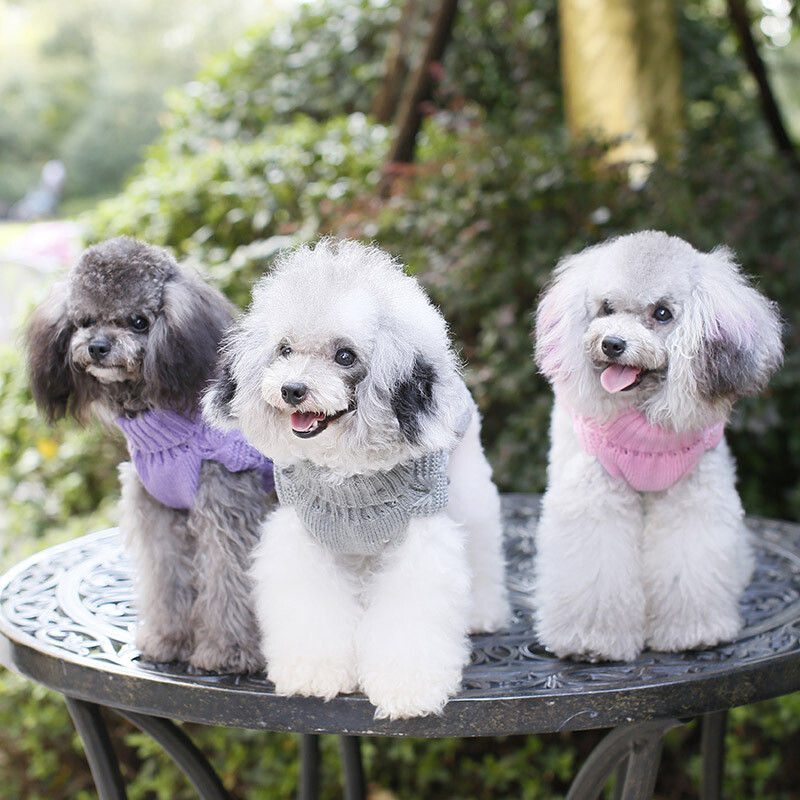 Mīlīgs pūdelis kucēnu apģērbs XS suns kaķis trikotāžas mājdzīvnieku džemperis veste Taksis džemperis maziem suņiem Džemperi bruņurupuču vilna