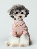 UFBemo Maži dideli katės drabužiai šuniui Megztinis Džemperis Džersis Žiemos Šiltas Šuniukas Čihuahua Taksas Kalėdinis vėžlys