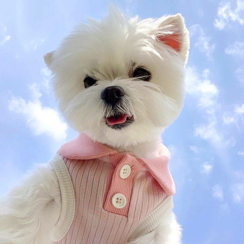 Šuniuko vasaros drabužiai 2024 m. šunų polo marškinėliai naminiams gyvūnėliams mažo šuns katės šunų vėsinimo liemenė Chihuahua Yorkie Bichon drabužiai mergaičių šunų marškinėliai