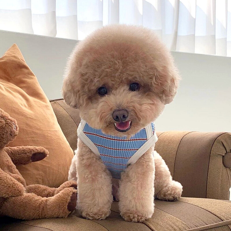 Urs cu dungi Vesta pentru animale de companie Haine cool pentru câini de vară Bichon Frise Pomeranian Pulover casual Teddy drăguț haine cu două picioare