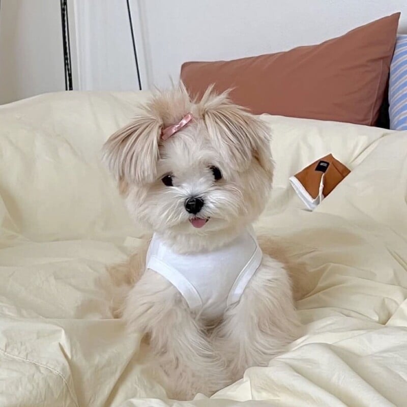 Haine pentru cățeluș Bowknot Cadou ursuleț Vestă Bichon Haine de vară Pulover moale Pomeranian Haine pentru câini din desene animate