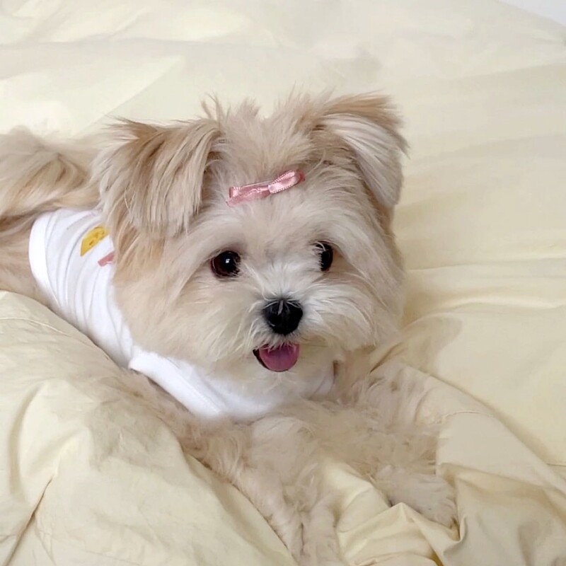 Haine pentru cățeluș Bowknot Cadou ursuleț Vestă Bichon Haine de vară Pulover moale Pomeranian Haine pentru câini din desene animate