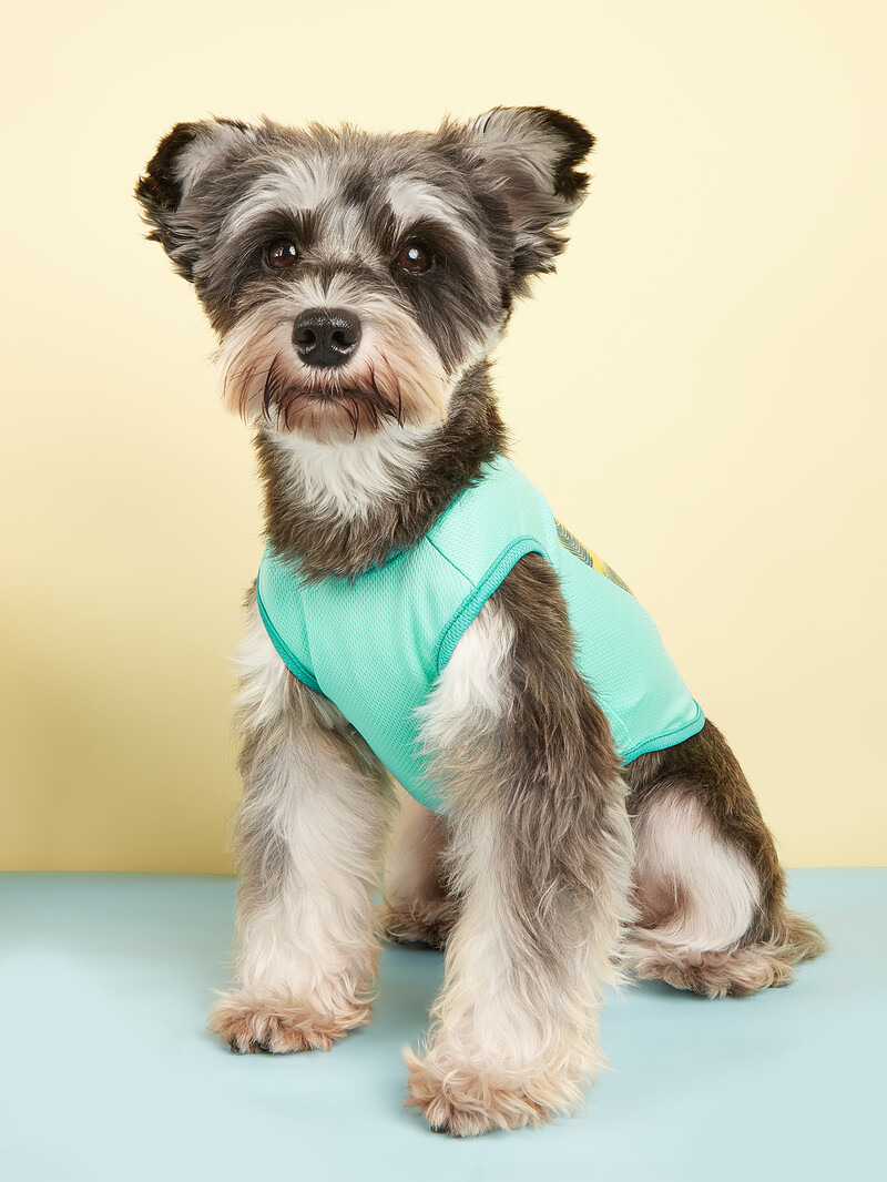 Kutyaruházat Kölyökkutya mellény, Ujjatlan póló Puha alapruha kicsiknek közepes fiúknak lányoknak macskáknak cica öltözékek tavaszi nyár számára