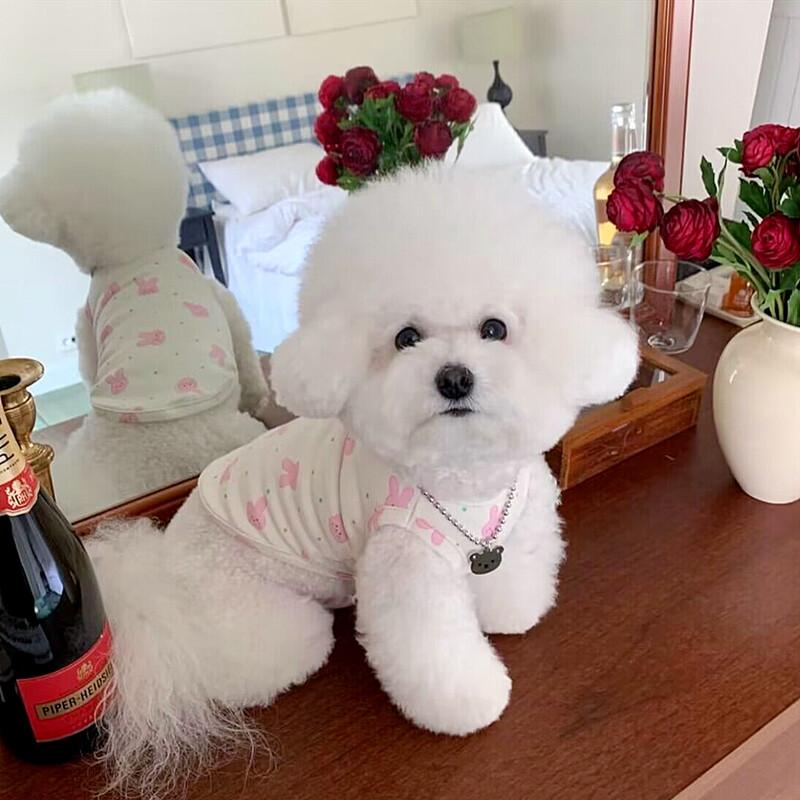 Kevadsuvi lemmikloomariided kassipoeg kutsikas õhuke vest armas koomiksimuster Väike ja keskmise suurusega koer armas pullover Yorkshire`i puudel