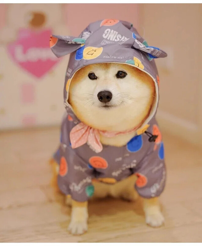 Naminių šunų lietpaltis Pudelis Bichon Frise Šnauceris Mopsas Prancūzų Buldogas Drabužiai Velso korgis Shiba Inu Drabužiai Naminių gyvūnėlių vandeniui atsparus paltas