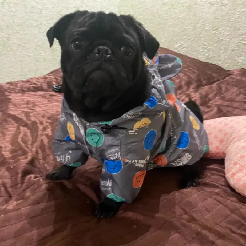 Naminių šunų lietpaltis Pudelis Bichon Frise Šnauceris Mopsas Prancūzų Buldogas Drabužiai Velso korgis Shiba Inu Drabužiai Naminių gyvūnėlių vandeniui atsparus paltas