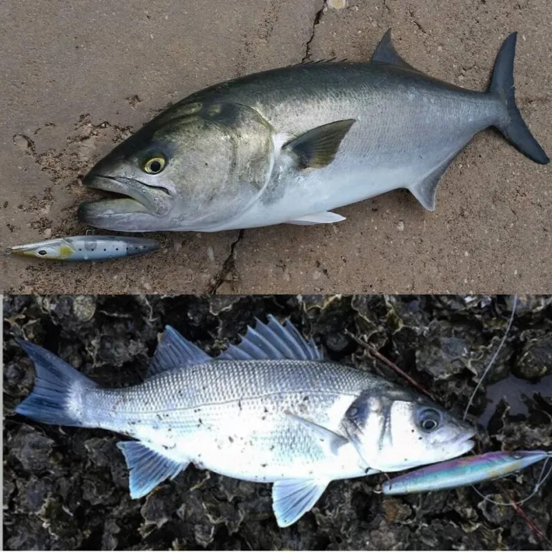 asturi 130 leurre Plaukiojantis pieštukas žvejybos masalai Stickbait Topwater Surface Walk The Dog Hard Bait Vobleris Bass Pike WTD masalas