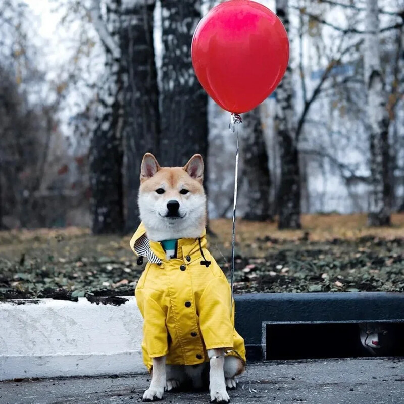 Neperšlampama striukė mažiems ir vidutiniams dideliems šunims Katėms Naminių gyvūnėlių lietpaltis šunims Sportiniai gobtuvai Naminių gyvūnėlių mada Aukštos kokybės drabužiai