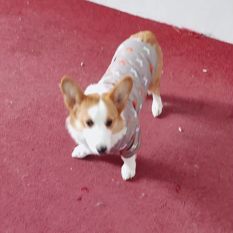 Nauji karšti rūbai augintiniams, dviejų pėdų gobtuvu, medvilniniu paminkštinimu kačių ir šunų drabužiai rudeniui ir žiemai bei medvilniniai pastorinti rūbai augintiniams