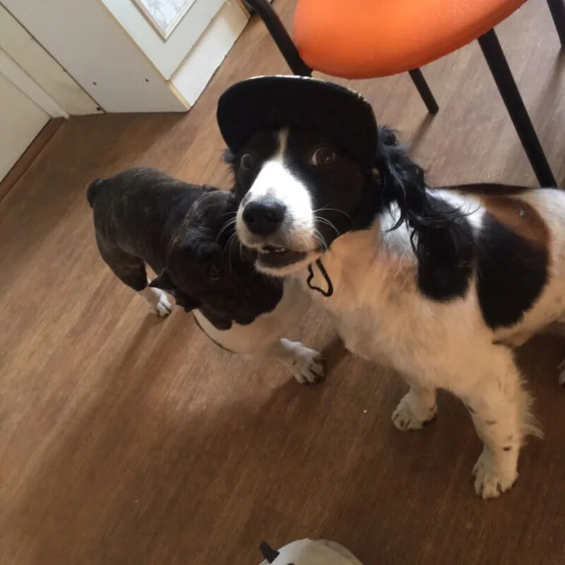 Naminių gyvūnėlių kepurė su skylutėmis ausims Reguliuojama beisbolo kepurė dideliems vidutiniams mažiems šunims Vasarinė kepurė nuo saulės Skrybėlė nuo saulės lauke žygiams gyvūnams skirti produktai