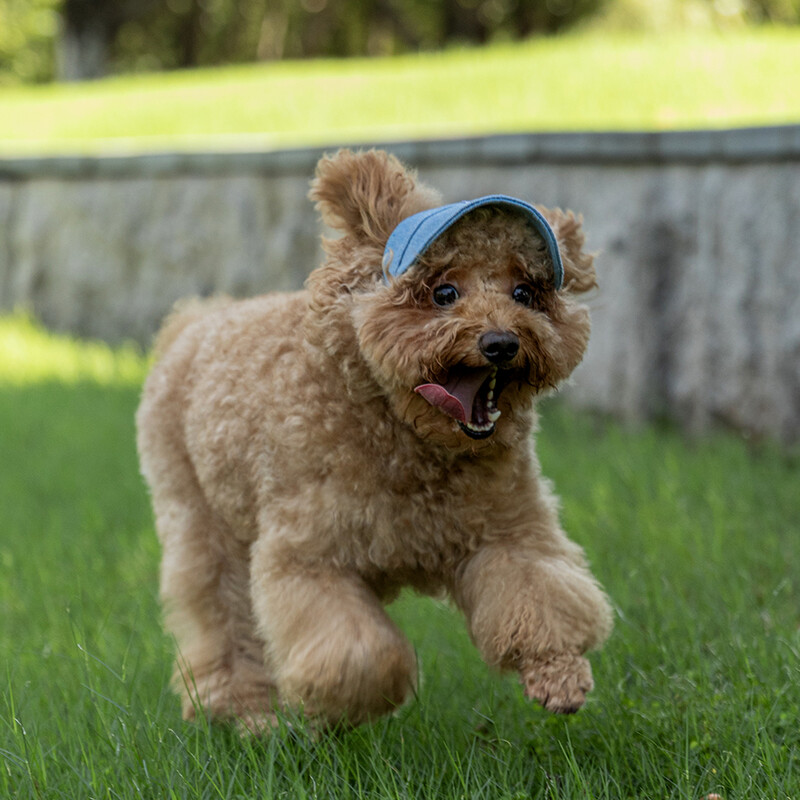 Kimpets kisállat macska kutyatartozékok kirándulni farmer napvédő sapka kisállat fülharmat fényvédő rajzfilm Aranyos fotósapka kisállatkellékek