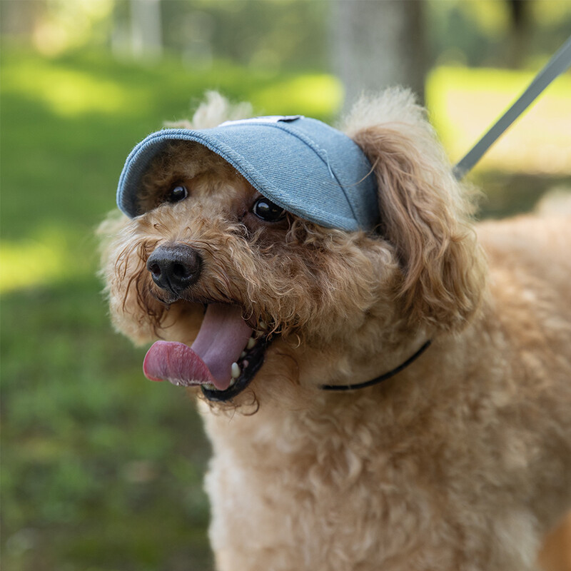 Kimpets kisállat macska kutyatartozékok kirándulni farmer napvédő sapka kisállat fülharmat fényvédő rajzfilm Aranyos fotósapka kisállatkellékek